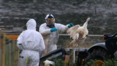 Grippe aviaire: que savons-nous des risques de contamination et de transmission chez l’humain ?