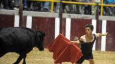 L’Espagne interdit les spectacles de tauromachie mettant en scène des toreros nains