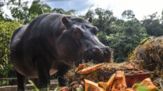 Colombie : un hippopotame percuté sur une autoroute