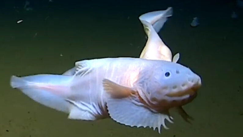 Le Pseudoliparis vit dans les profondeurs abyssales de l’océan Pacifique. (Capture d'écran Centre de recherche en haute mer de l'Université d’Australie occidentale - Facebook)