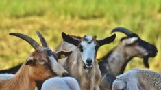 Dordogne: suicide d’un éleveur de chèvres très impacté par la grêle