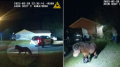 Une caméra corporelle montre un mini-poney « suspect » fuyant la police pour finalement faire une charmante photo d’identité