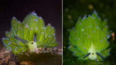 Voici une adorable limace de mer qui ressemble à un mouton et se recharge comme une plante