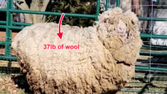 Une brebis qui n’a pas été tondue pendant 6 ans perd 17 kg de laine – et ne peut s’empêcher de sourire et de sauter de joie
