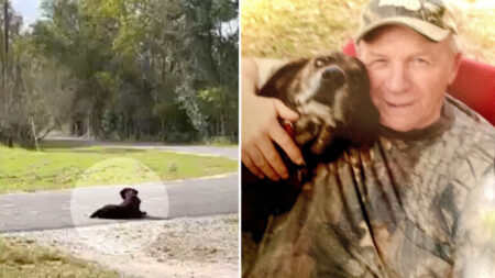 «Il est maintenant réuni avec son maître»: un chien fidèle, qui est resté assis dans l’allée pendant 7 ans en attendant son propriétaire décédé, meurt