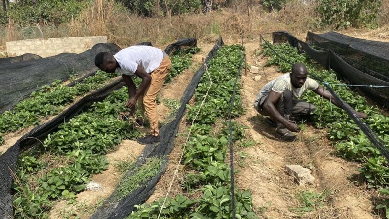 L'entreprise de fruits et légumes des frères Alhadgie et Abdoulie Faal à Kanuma, en Gambie, est soutenue par le Fonds d'équipement des Nations Unies (UNCDF).
(UN News/Conor Lennon)