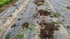 Bas-Rhin: 600 plants de tomates arrachés et volés chez un maraîcher à Sélestat