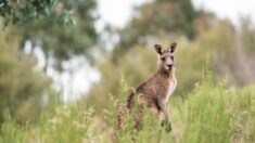 Gard: un petit kangourou ou wallaby aperçu par des automobilistes