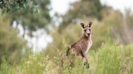 Gard: un petit kangourou ou wallaby aperçu par des automobilistes
