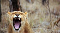 Tchad: une lionne observée dans un parc national, première apparition de l’espèce depuis 2004