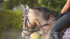 Près de Clermont-Ferrand: une jeune cavalière meurt dans un accident d’équitation, écrasée par son cheval