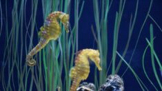 Vendée: deux hippocampes trouvés en baie de Bourgneuf, une découverte «plutôt rare»