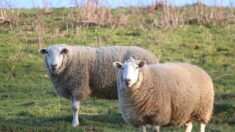 Gauchy: des fauteurs de troubles frappent ses moutons, il réplique à coups de bâton