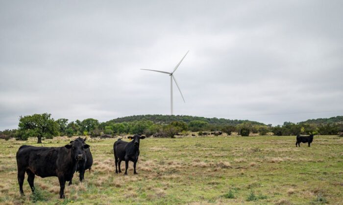 Des vaches dans un champ d'un ranch près d'Eldorado, Texas, le 16 avril 2021. (Sergio Flores/AFP via Getty Images)