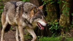 Rhône: dix agneaux tués par le loup à Genas, près de Lyon