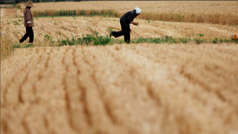 Des ouvriers agricoles glanent du blé dans un champ à Huaibei, dans la province d'Anhui, en Chine, le 29 mai 2011. (VCG/VCG via Getty Images)