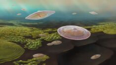 Les plus vieux macro-organismes eucaryotes planctoniques datés de 2,1 milliards d’années, découverts au Gabon