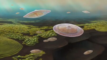 Les plus vieux macro-organismes eucaryotes planctoniques datés de 2,1 milliards d’années, découverts au Gabon