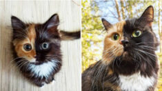 Ce drôle de chat à double face est plébiscité par des milliers de gens à travers le monde