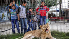 Un enfant de six ans mordu mortellement par une lionne après être rentré dans sa cage