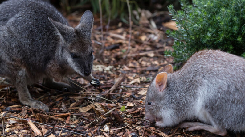 Un rare marsupial (à g.) ressemblant à un kangourou de la taille d'un lapin revient en Australie. (Photo Brook Mitchell/Getty Images)