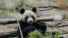 Zoo de Beauval, le premier panda né en France sera transféré en Chine en juillet