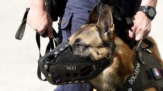 Rhône: un chien de la police mord par erreur une nonagénaire dans son lit, la blessant à la tête