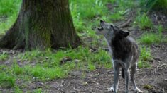 Haute-Savoie: un conducteur poursuivi pour avoir tenté d’écraser un loup