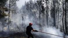 Incendies: les députés votent l’interdiction de fumer dans les forêts et les bois