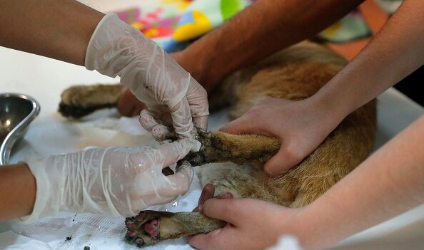Ses poils morts formaient une «carapace» d’un kilo: un chat sauvé d’un appartement rempli de détritus