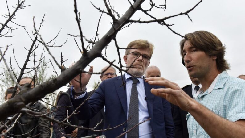 L'arboriculteur Gian Banyuls (d.) montre au ministre français de l'Agriculture Marc Fesneau (g.) un abricotier endommagé par la sécheresse, dans le sud de la France le 6 mai 2023. (Photo RAYMOND ROIG/AFP via Getty Images)