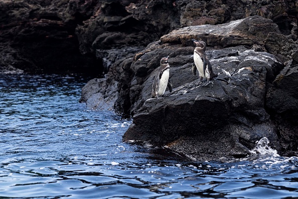 Des manchots sont vus sur l'île de Bartolome, en Équateur, le 15 avril 2023. (CARLOS ESPINOSA/AFP via Getty Images)