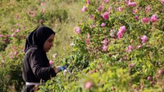 Liban : « La production d’eau de rose fait partie de notre héritage »