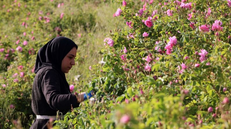 L'huile dérivée de la célèbre rose de Damas – nommée d'après l'ancienne ville de Damas située juste de l'autre côté de la chaîne de montagnes séparant le Liban et la Syrie – est un produit de base pour les parfumeurs. (Photo JOSEPH EID/AFP via Getty Images)