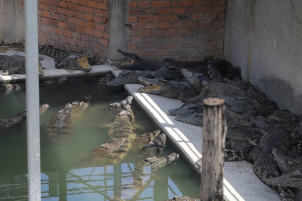 Environ 40 crocodiles ont tué un Cambodgien le 26 mai après qu'il soit tombé dans leur enclos dans la ferme de reptiles de sa famille à Siem Reap. (ROHANY ISA/AFP via Getty Images)