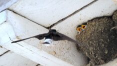 Seine-Maritime: ce passionné d’hirondelles crée des tours et des nids pour les faire revenir
