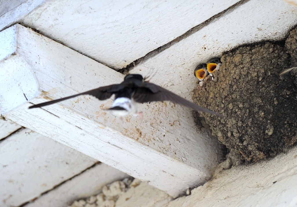 Seine-Maritime: ce passionné d'hirondelles crée des tours et des nids pour les faire revenir
