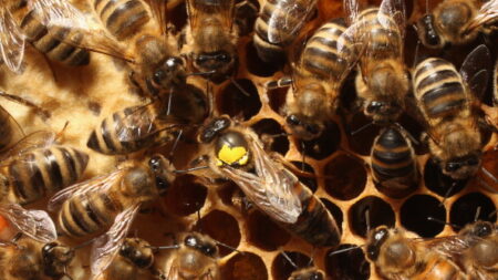 Pesticides et abeilles: comment les fongicides s’attaquent à la reine