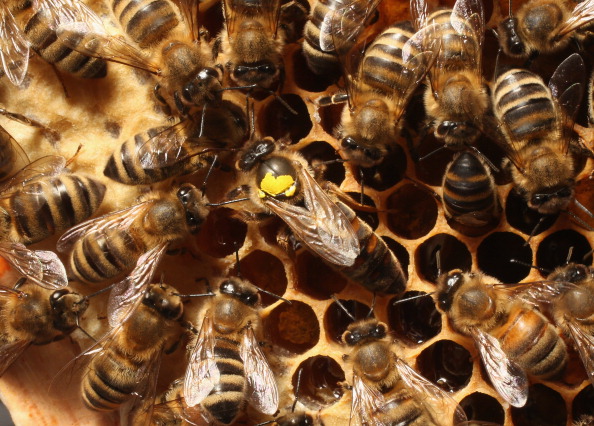 Reine d'abeille entourée d'ouvrières. Illustration. (Sean Gallup/Getty Images)