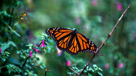 Le Canada pourrait inscrire les papillons monarques sur la liste des espèces « en voie de disparition » impactant potentiellement les industries