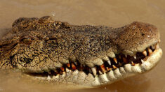 Les restes d’un Australien disparu retrouvés dans deux crocodiles