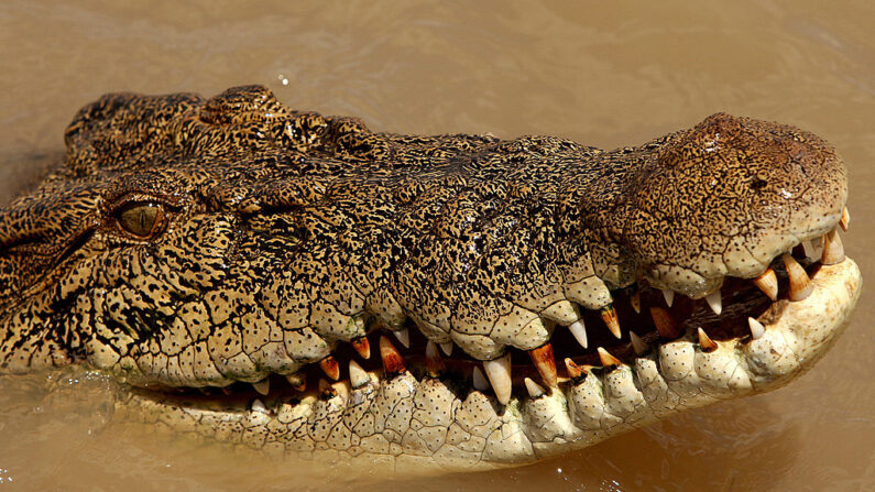 Le Queensland "est le pays des crocos". (Photo GREG WOOD/AFP via Getty Images)