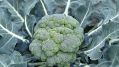 Manger des brocolis peut limiter les allergies cutanées, selon une étude