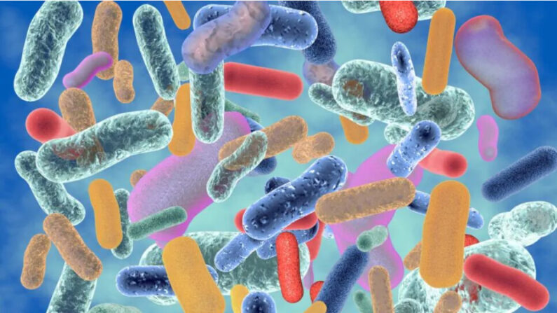Un microbiome plus diversifié est généralement associé à une meilleure santé. (Illustration Forest/Shutterstock)