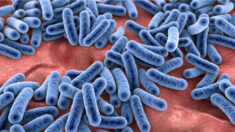 Tuer les bactéries à l’aide d’antimicrobiens et d’antibiotiques pourrait être une erreur de jugement, selon une nouvelle étude scientifique sur le microbiome