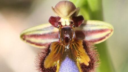 Pollinisation: les insectes pris au piège du leurre amoureux des orchidées