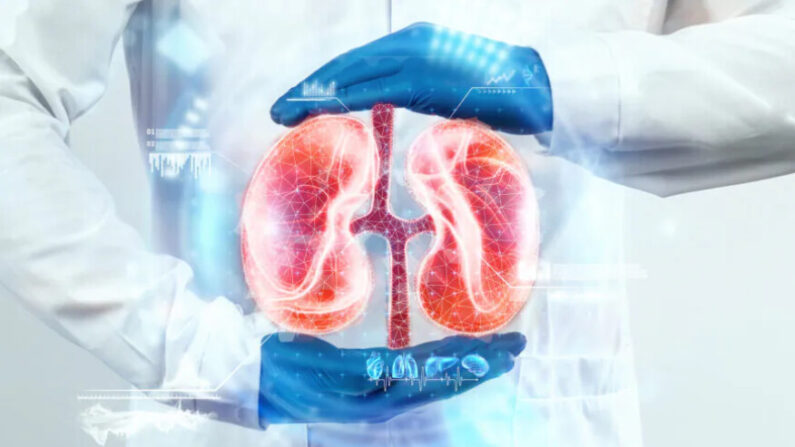 Le médecin regarde l'hologramme du rein, vérifie le résultat du test sur l'interface virtuelle et analyse les données. Maladies rénales, calculs, technologies innovantes, médecine du futur