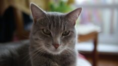 Gard: leur chat réapparaît après onze ans d’absence, il se trouvait à 15 km de son foyer