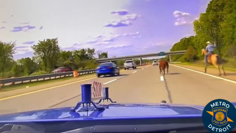 Un cowboy poursuit une vache sur l’autoroute I75 aux États-Unis (capture d’écran de la vidéo de la police du Michigan)