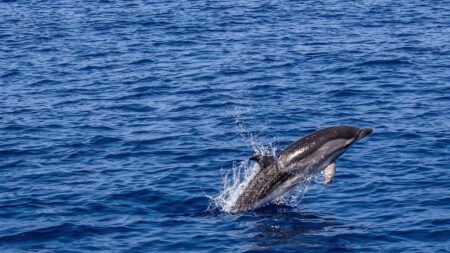 Landes: des nageurs du Capbreton sauvent un dauphin échoué